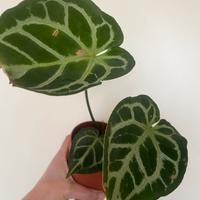 Anthurium Crystallinum