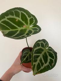 Anthurium Crystallinum