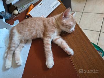 Gatti pelo Europeo