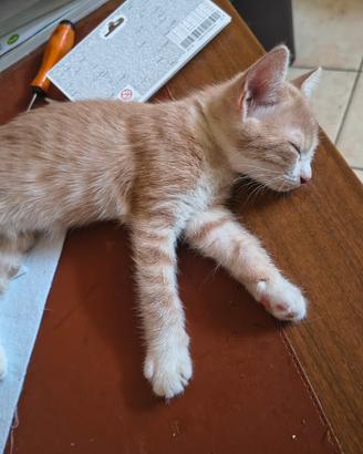 Gatti pelo Europeo