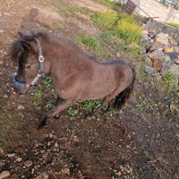 Mini pony
