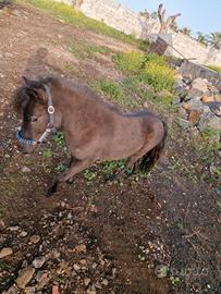 Mini pony