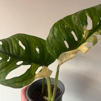 Monstera adansonii japanese tricolor