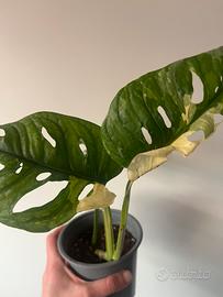 Monstera adansonii japanese tricolor