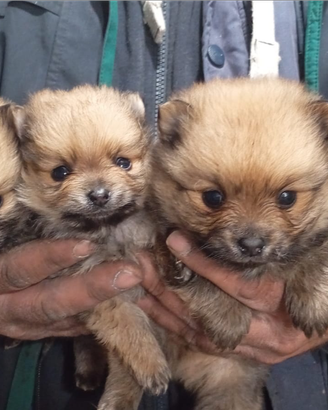 Spitz Pomerania