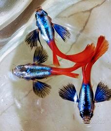 Guppy