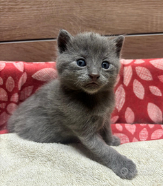 Cuccioli certosini con pedigree