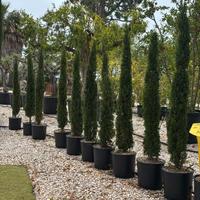 10 Cipressi toscani a altezza 150 170  cm