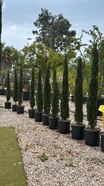 10 Cipressi toscani a altezza 150 170  cm