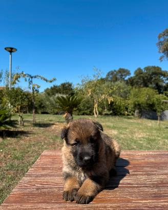 Ultimi due cuccioli -Pastore Tedesco Grigione-