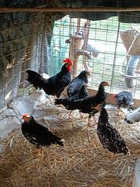 Galline Ancona