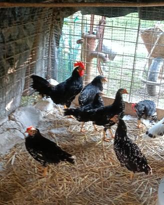 Galline Ancona