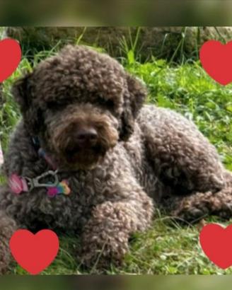 Cuccioli Lagotto Romagnolo pedigree Roy