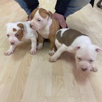 3 cuccioli pitbull