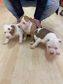 3 cuccioli pitbull