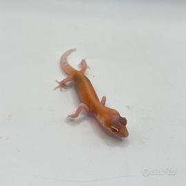 Geco leopardino Red Raptor Diamond (snake eyes)