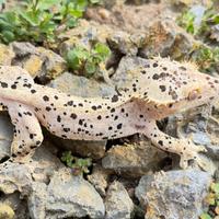 Geco Ciliatus/crestato Super Dalmatian