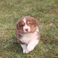 Cuccioli di pastore australiano