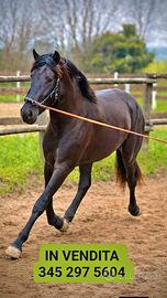 Cavallo lipizzano