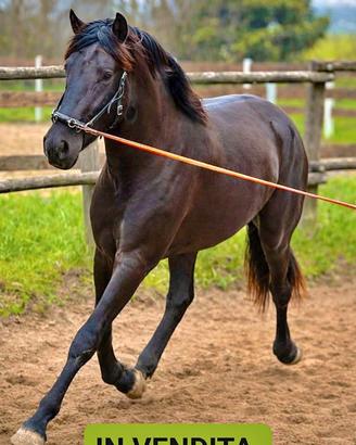 Cavallo lipizzano