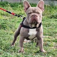 Stallone Monta/Vendita b/b co/co L/l1 Bulldog Fran
