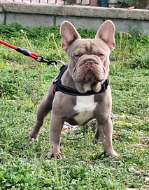 Stallone Monta/Vendita b/b co/co L/l1 Bulldog Fran