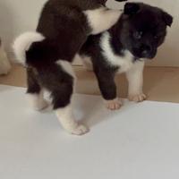 Cuccioli di akita americano