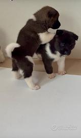 Cuccioli di akita americano