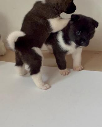 Cuccioli di akita americano