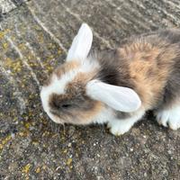 Cuccioli coniglio ariete Nano