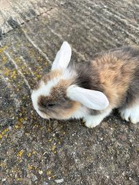 Cuccioli coniglio ariete Nano