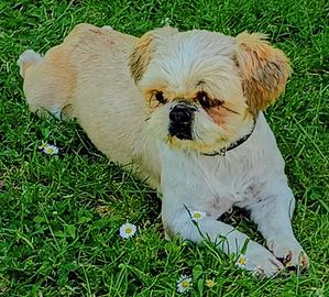 Shih tzu per accoppiamento 