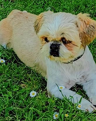 Shih tzu per accoppiamento 