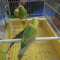 Cocorite