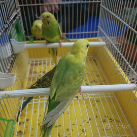 Cocorite