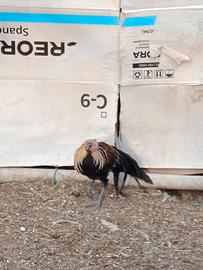 Galli Phoenix di 4 mesi