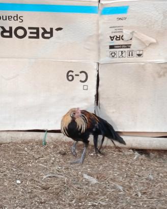 Galli Phoenix di 4 mesi