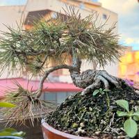 Pre Bonsai pino villetta barrea
