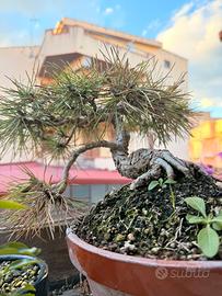 Pre Bonsai pino villetta barrea