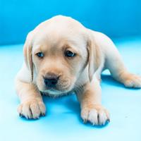 Labrador gialli con PEDIGREE
