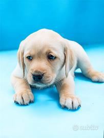 Labrador gialli con PEDIGREE