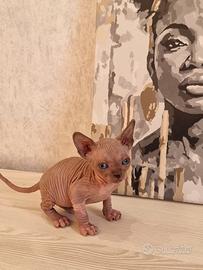 Sphynx
