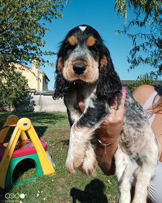 Cuccioli Cocker Spaniel Inglese
