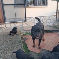 Cuccioli di Rottweiler