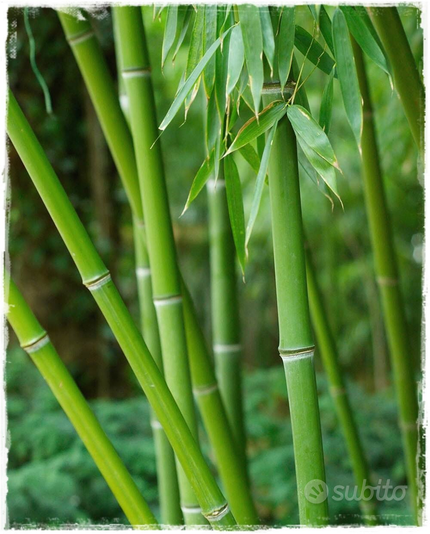 CANNE DI BAMBOO - Bambù - Giardino e Fai da te In vendita a Bergamo