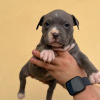 Cucciola femmina pitbull