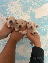 Maltipoo