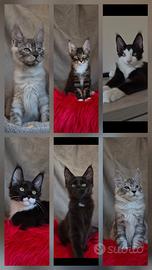 Cuccioli Maine Coon