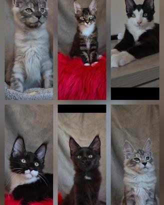 Cuccioli Maine Coon