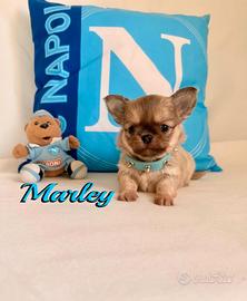 Chihuahua maschio a pelo lungo con pedigree enci